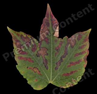 decal leaf 0003